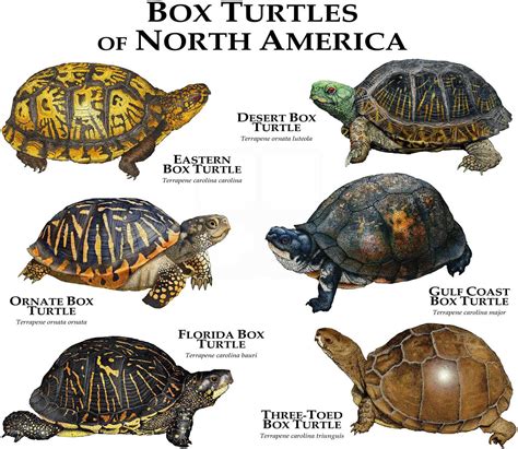 индикаторы turtle n